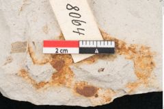 Foto (Detailansicht) von Plantae indet.  (NHMW-GEO-2024-0188-8064)